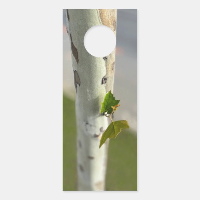 Birch by roadside door hanger (Front)
