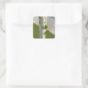 Birch by roadside square sticker