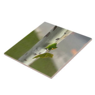 Birch by roadside tile