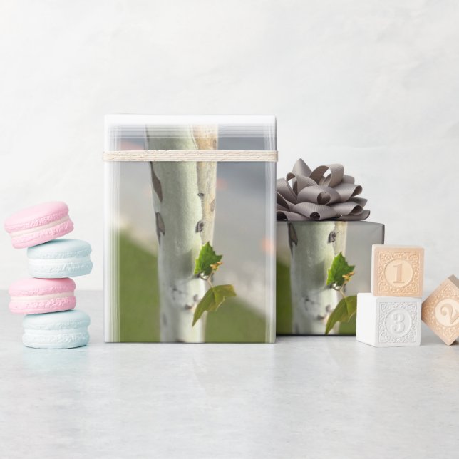 Birch by roadside wrapping paper (Baby Shower)