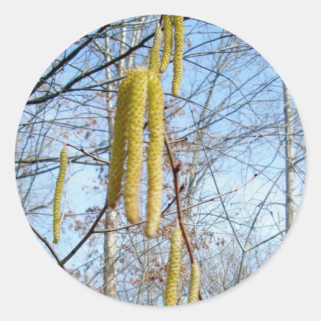 Birch Catkins Stickers (Front)