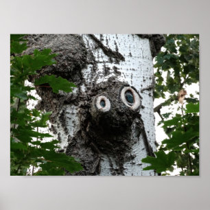 Birch Face Tree Photography Value Poster Paper