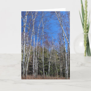 Birch Forest in Spring, Upper Peninsula Card