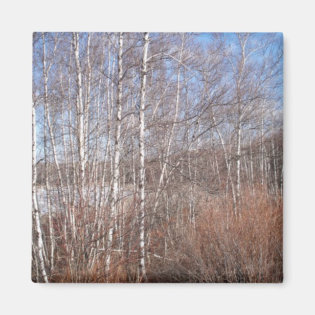 Birch Forest Magnet (Front)