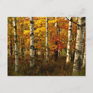 Birch Forest Postcard