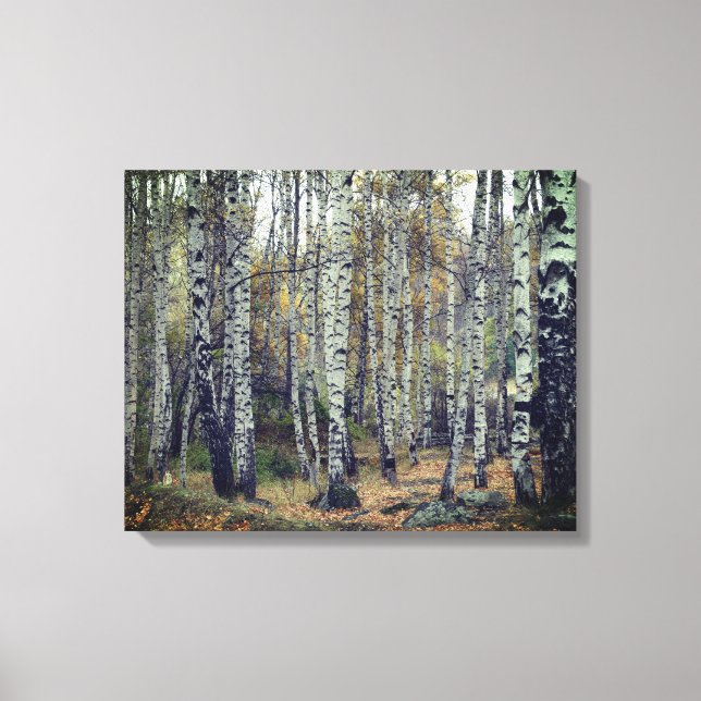 Birch Forrest Autumn Photo Single Canvas Print (Front)