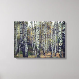 Birch Forrest Autumn Photo Single Canvas Print