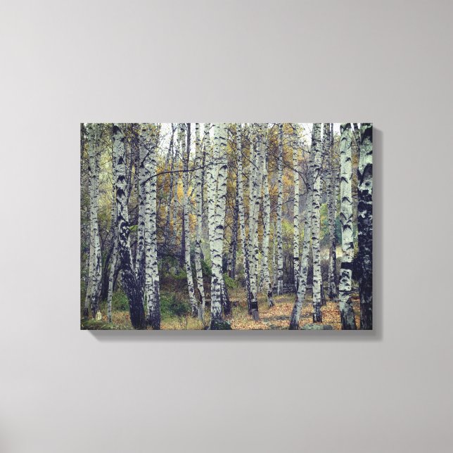 Birch Forrest Autumn Photo Single Canvas Print (Front)