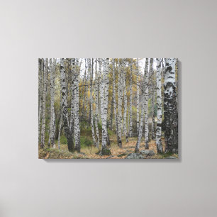 Birch Forrest Autumn Photo Single Canvas Print