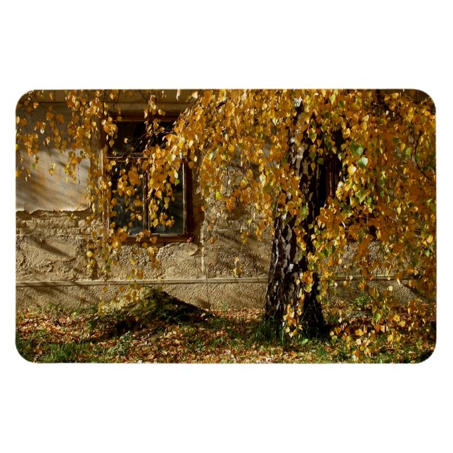 Birch In Autumn Magnet (Horizontal)