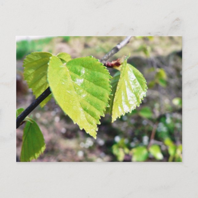 Birch Leaves Green Leaves Postcard (Front)