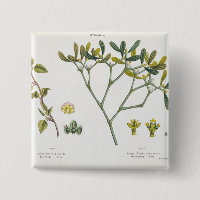 Birch (left) and Mistletoe (right), fig. 9 and 10