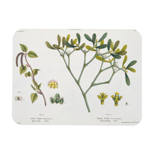 Birch (left) and Mistletoe (right), fig. 9 and 10 Magnet (Horizontal)