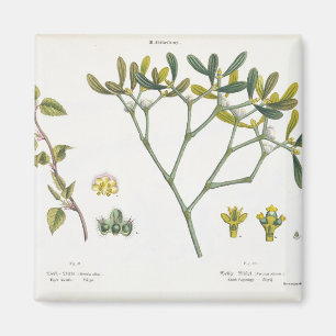 Birch (left) and Mistletoe (right), fig. 9 and 10 Magnet