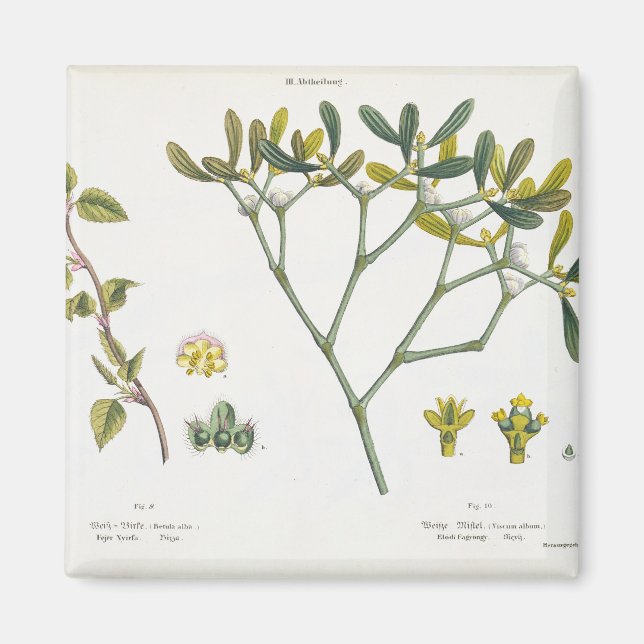 Birch (left) and Mistletoe (right), fig. 9 and 10 Magnet (Front)