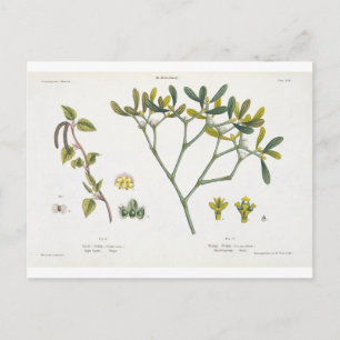 Birch (left) and Mistletoe (right), fig. 9 and 10 Postcard