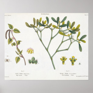 Birch (left) and Mistletoe (right), fig. 9 and 10 Poster