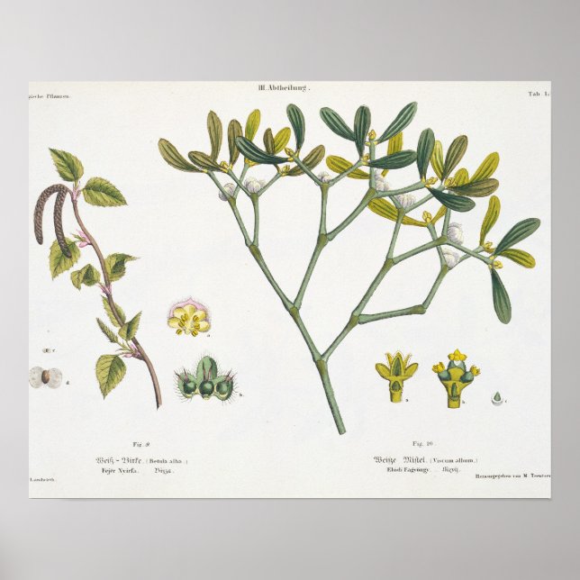 Birch (left) and Mistletoe (right), fig. 9 and 10 Poster (Front)