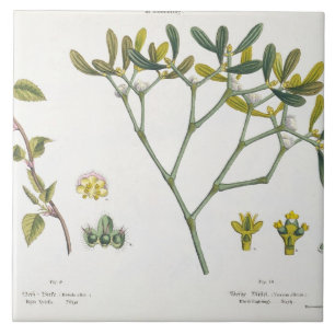 Birch (left) and Mistletoe (right), fig. 9 and 10 Tile