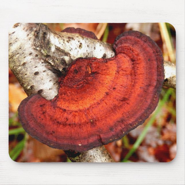 Birch Mazegill Fungus Mouse Mat (Front)