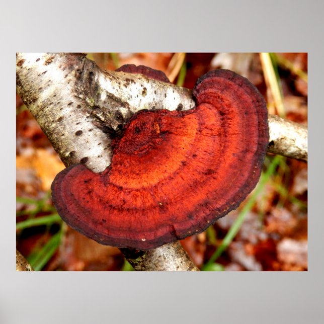 Birch Mazegill Fungus Poster (Front)