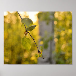 Birch Poster