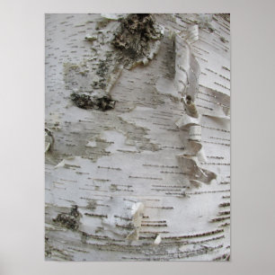 Birch Tree Bark Peeled Old Photo Art Poster