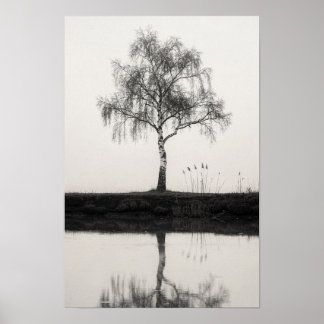 Birch Tree by a Quiet Pond Black and White Poster