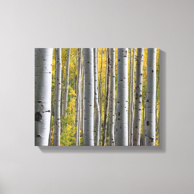 "Birch tree forest" Canvas Print (Front)