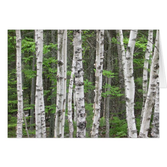 Birch Tree Forest, Maine (Front Horizontal)