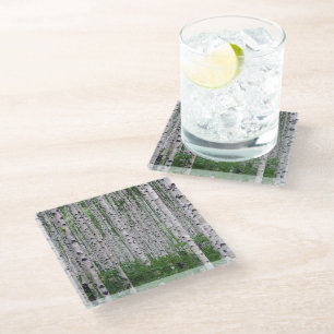 Birch Tree Forest Nature Glass Coaster