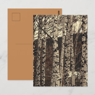 Birch Tree Forest Nature Postcard