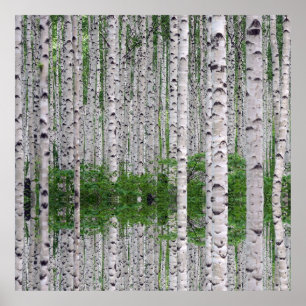 Birch Tree Forest Nature Poster