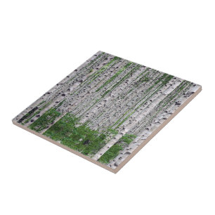 Birch Tree Forest Nature Tile