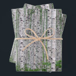 Birch Tree Forest Nature Wrapping Paper Sheet<br><div class="desc">As the birch is a pioneer species this gives it a symbol of rebirth,  new beginnings and growth. It's a sacred tree within the mythology of the Celts and is thought to have very protective influences.</div>