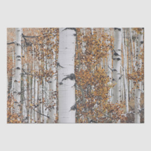 Birch Tree Forest Tissue Paper