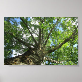 Birch tree from Sweden. Poster