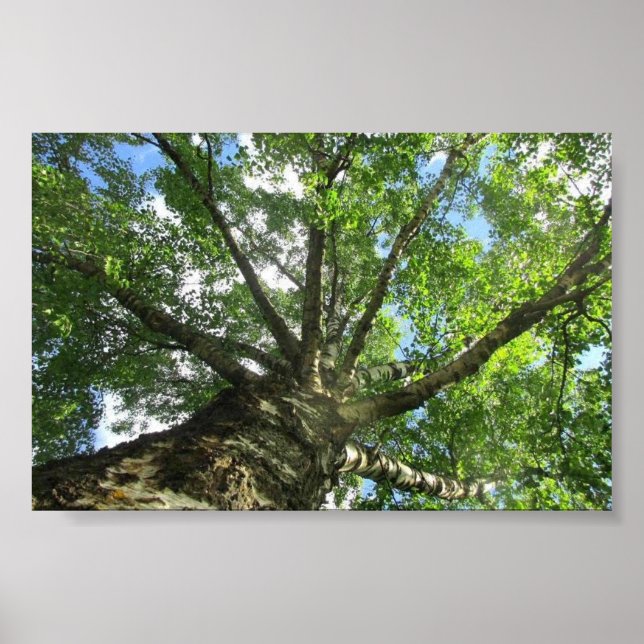 Birch tree from Sweden. Poster (Front)