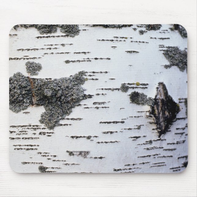 Birch tree in forest, detail, with moss mouse mat (Front)