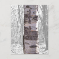 Birch Tree