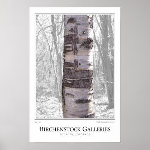 Birch Tree Poster