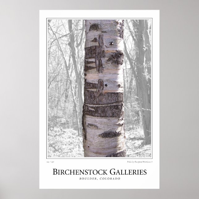 Birch Tree Poster (Front)