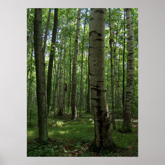 Birch Tree Poster (Front)