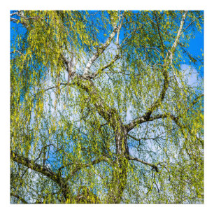 Birch tree - Spring is in the air Photo Print