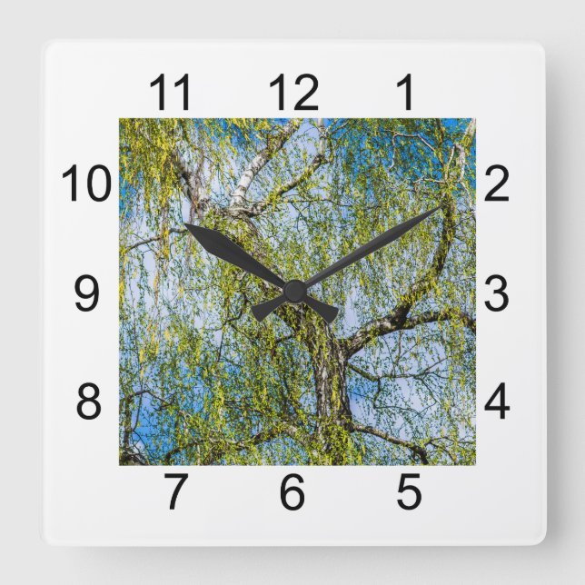 Birch tree - Spring is in the air Square Wall Clock (Front)