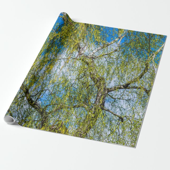 Birch tree - Spring is in the air Wrapping Paper (Unrolled)