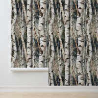 Birch Tree Trunks Forest
