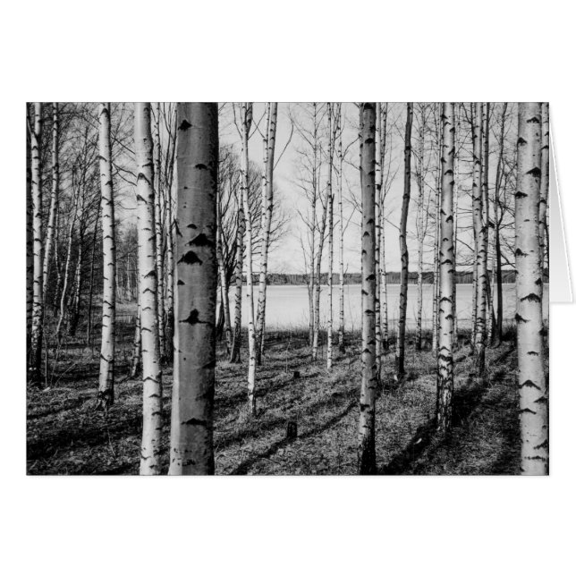 Birch trees forest by a lake in Finland (Front Horizontal)