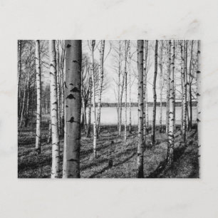 Birch trees forest by a lake in Finland Postcard