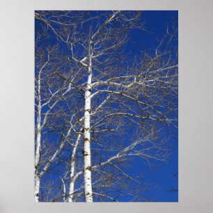 Birch Trees in Blue Poster